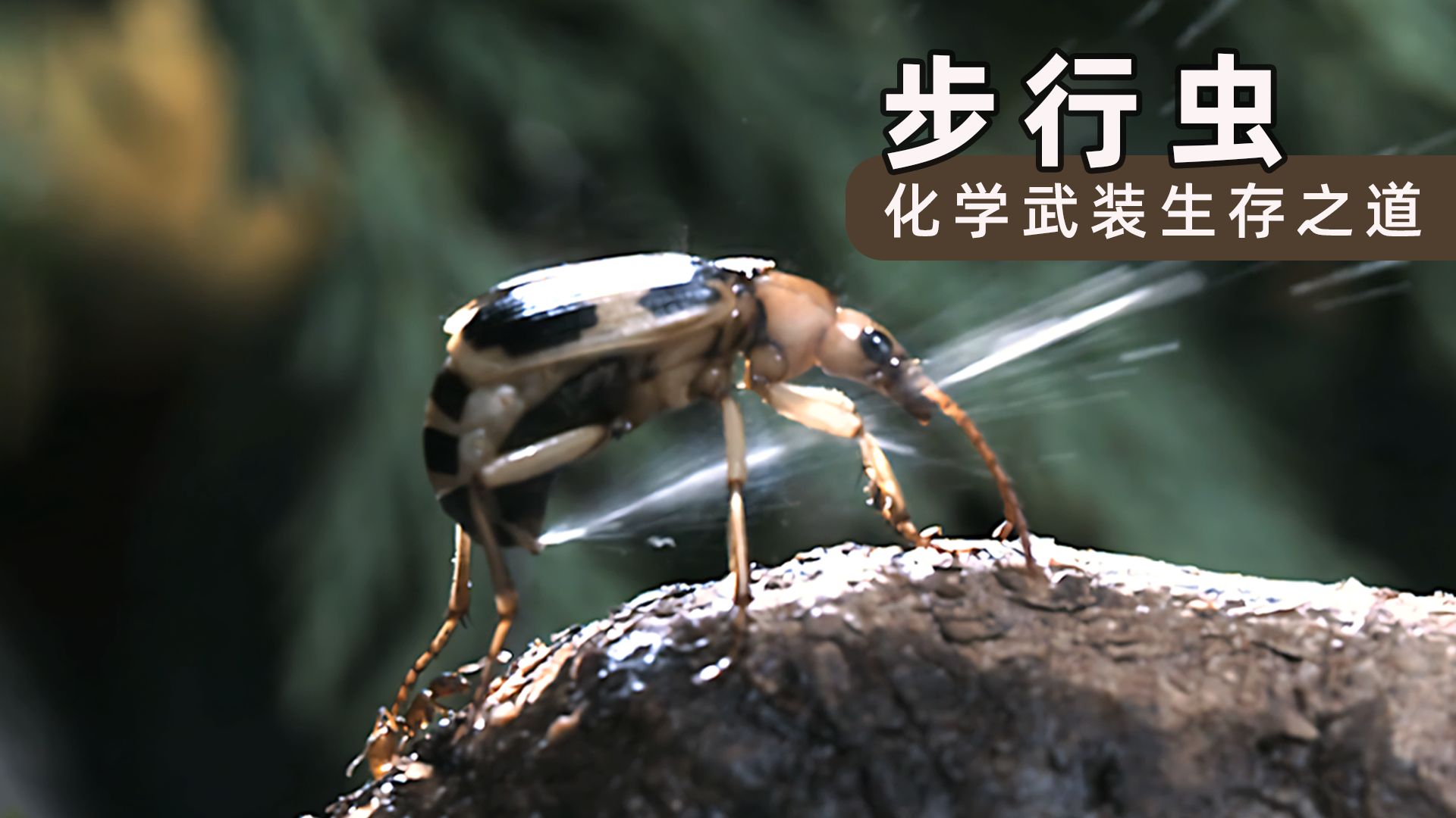 步行虫:化学武装,生存之道