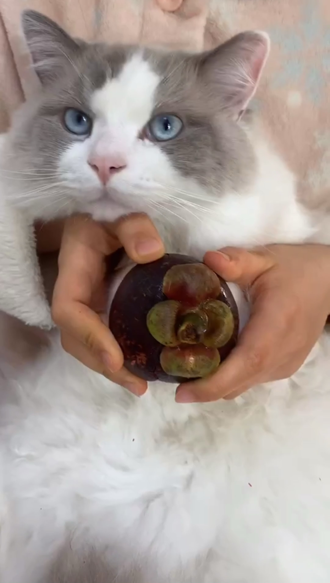 听说每吃一个山竹,就会有一只猫咪失去jiojio_哔哩哔哩_bilibili