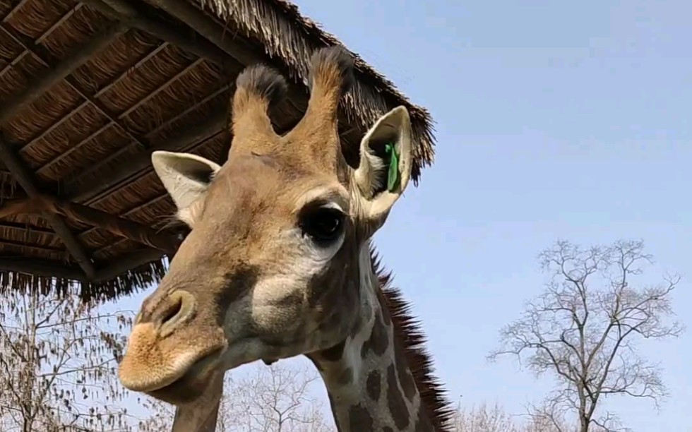 上海野生动物园长颈鹿