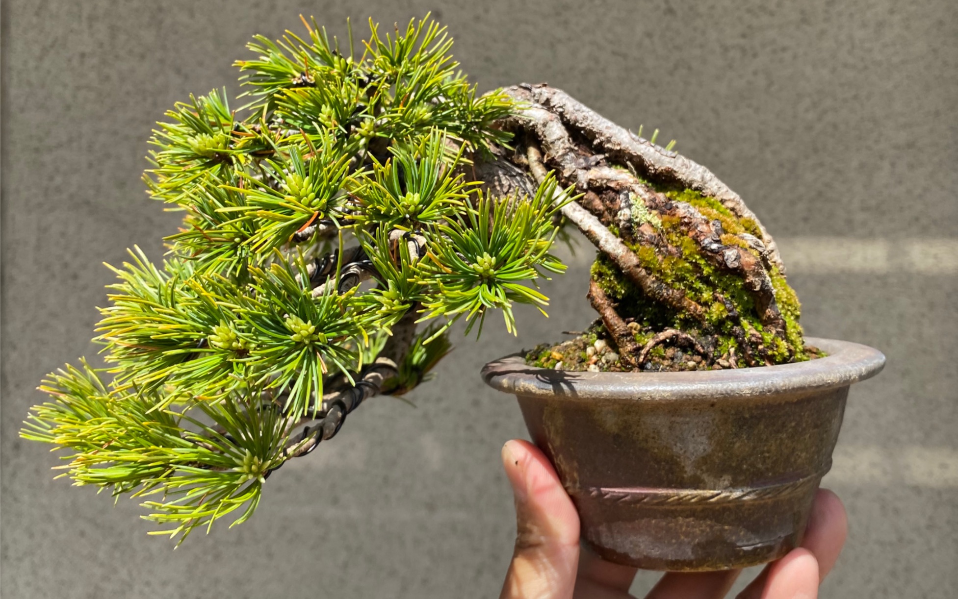 亦盆栽日本五针松盆栽摘芽修剪基本原理
