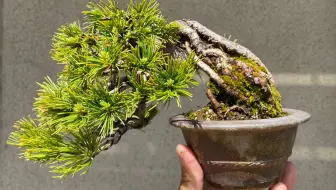 园艺 真柏小盆景修剪 真下得去手啊 哔哩哔哩 Bilibili