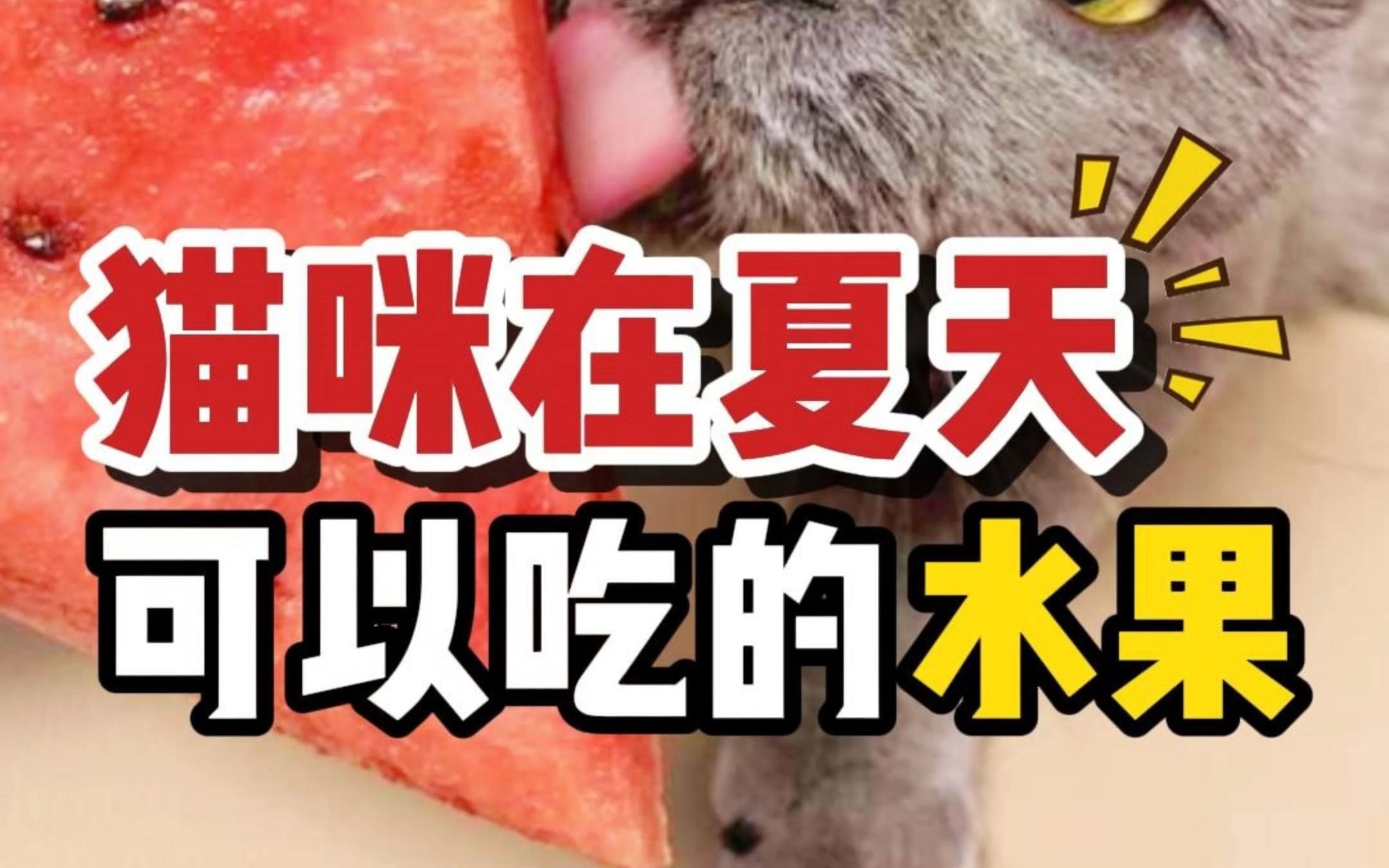 夏季猫咪能吃哪些水果?这个视频给你答案!哔哩哔哩bilibili