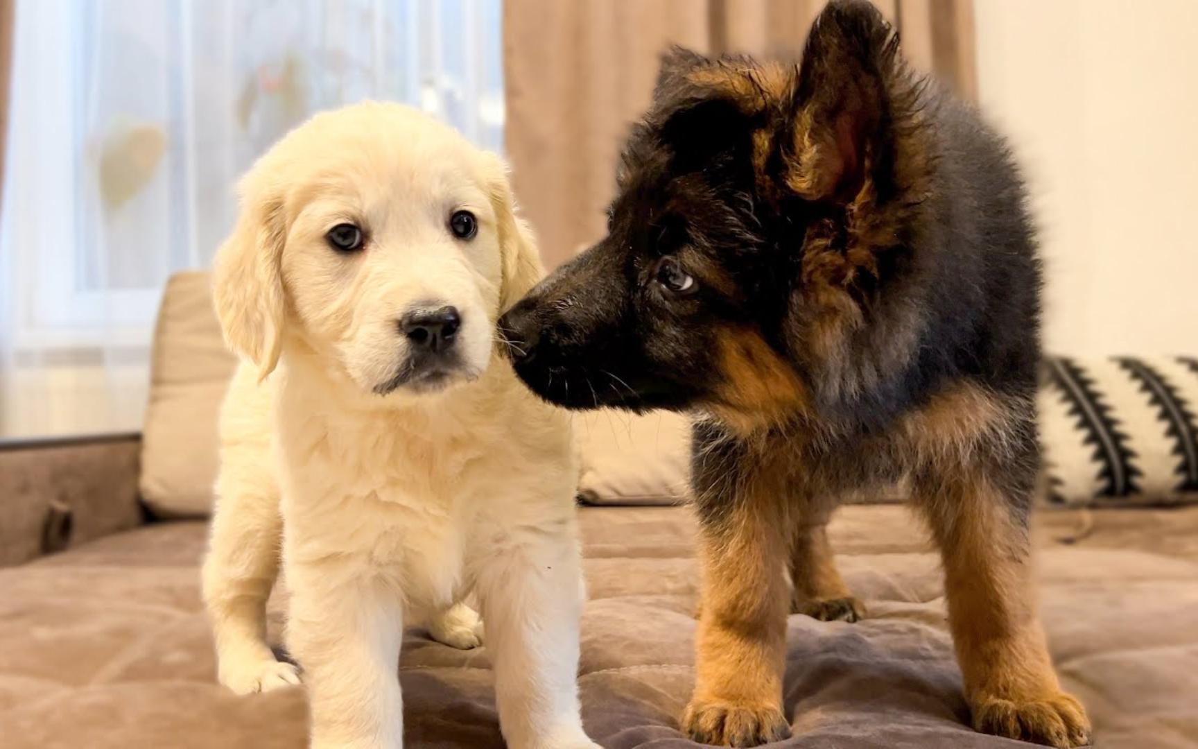 德牧和金毛的第一次碰面!它们分别叫做jessie(德牧)和mia(金毛寻回犬)