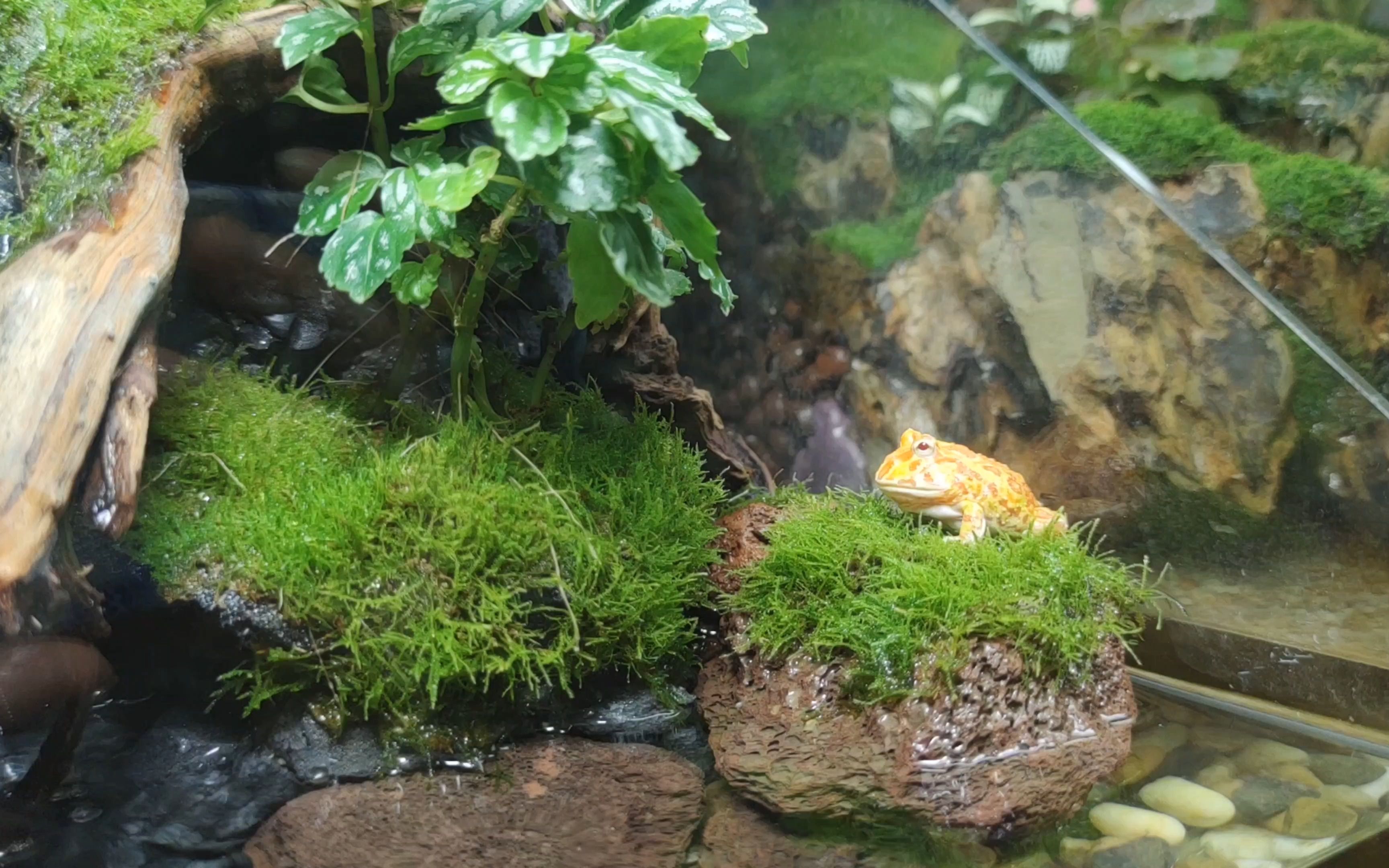 活动  自己做了个热带雨林生态缸,草莓角蛙进去后开心得不得了