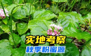 Download Video: 养蜂人的职业病，见花就得瞅两眼