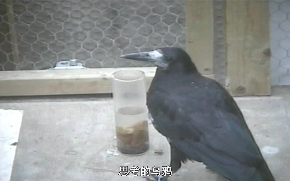 【像乌鸦一样思考】日本儿童科学课 Think Like a Crow 科学启蒙 小朋友爱看的科学思维指南 德德尼翁哔哩哔哩bilibili