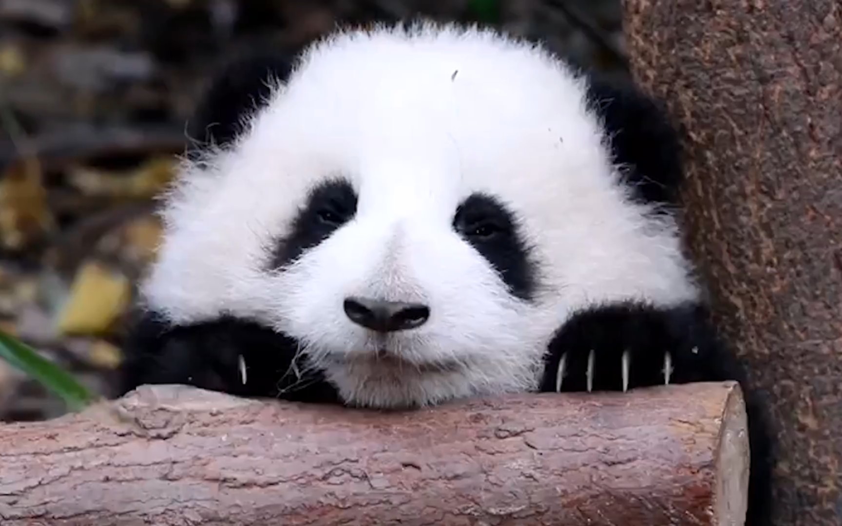 大熊猫为什么可爱图片