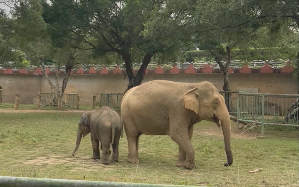 周末,南宁动物园一日游,人真多啊……