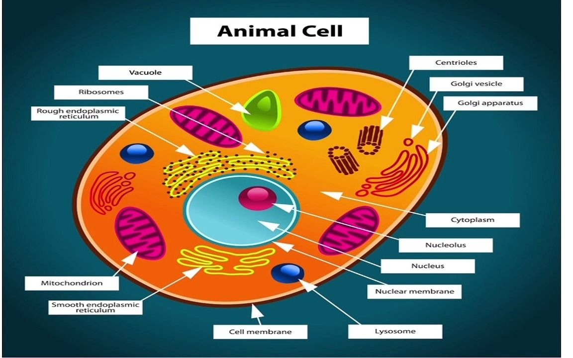 【bio】animal cell structure & function