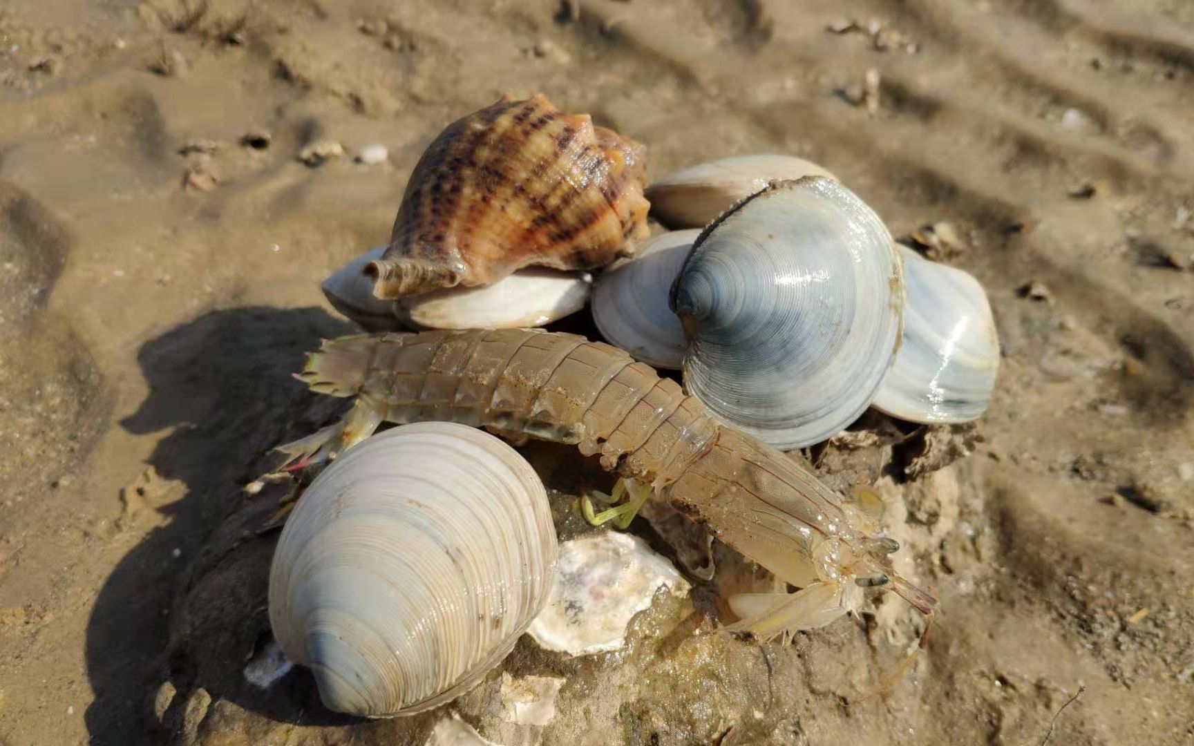 赶海挖大蛏王不再那么难了小马掌握诀窍成功率很高