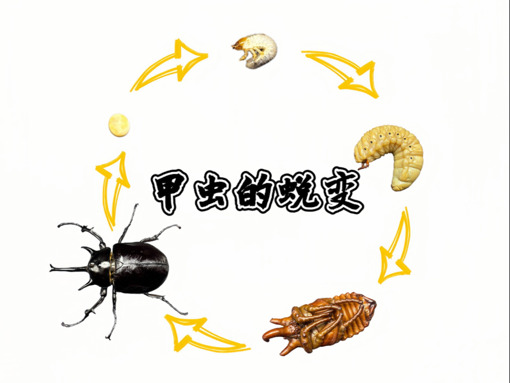 甲虫的蜕变