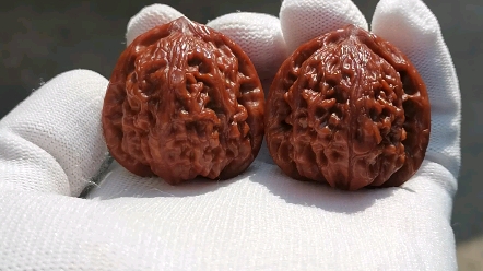 平谷熊儿寨老款闷尖狮子头-玄武纹 正宗的老款狮子头 走色干净艳丽!