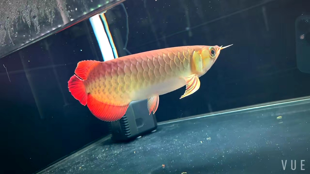 25厘米印尼小红龙,腮部已经有所表现,鱼鳍尾巴也够大,看上的来!