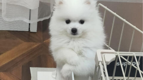 当你有一只萨摩耶性格长相的博美弟弟是什么体验 封面 还不进来看看 哔哩哔哩 Bilibili