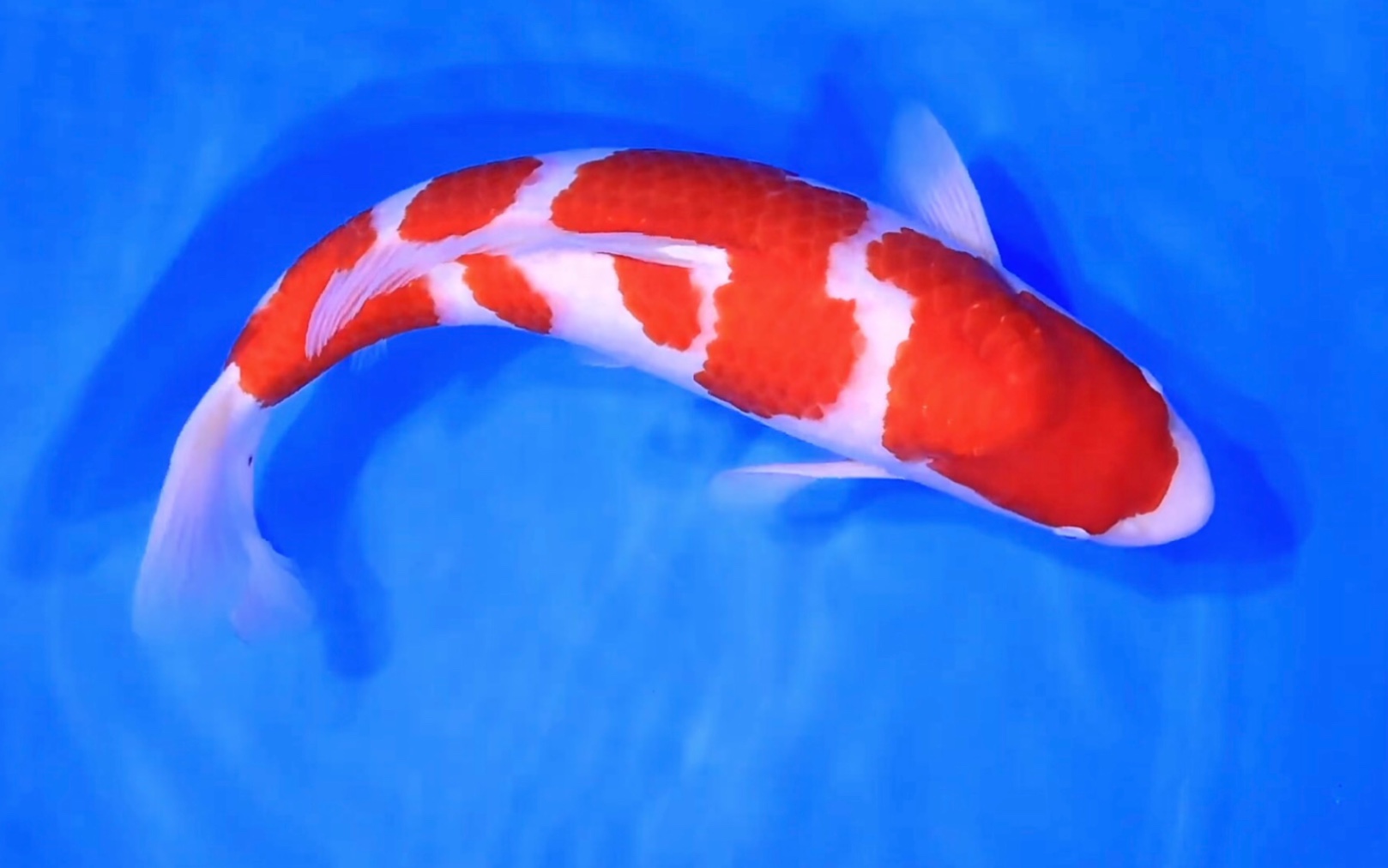 三四五段三条红白锦鲤,雌性两岁身长五十五公分滴極上观赏鱼.