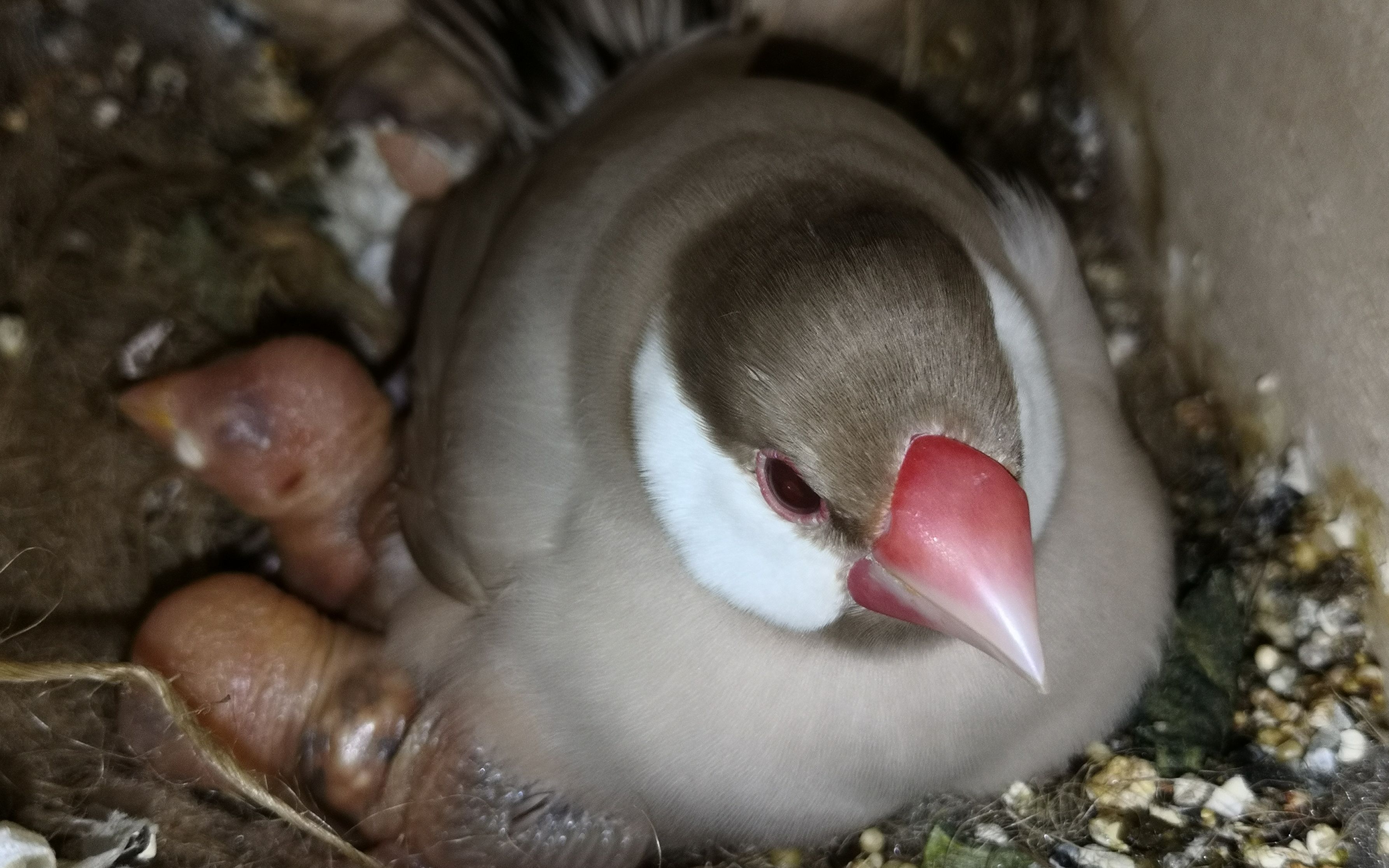 【驼文鸟】雏鸟成长记录_哔哩哔哩 (゜-゜)つロ 干杯~-bilibili