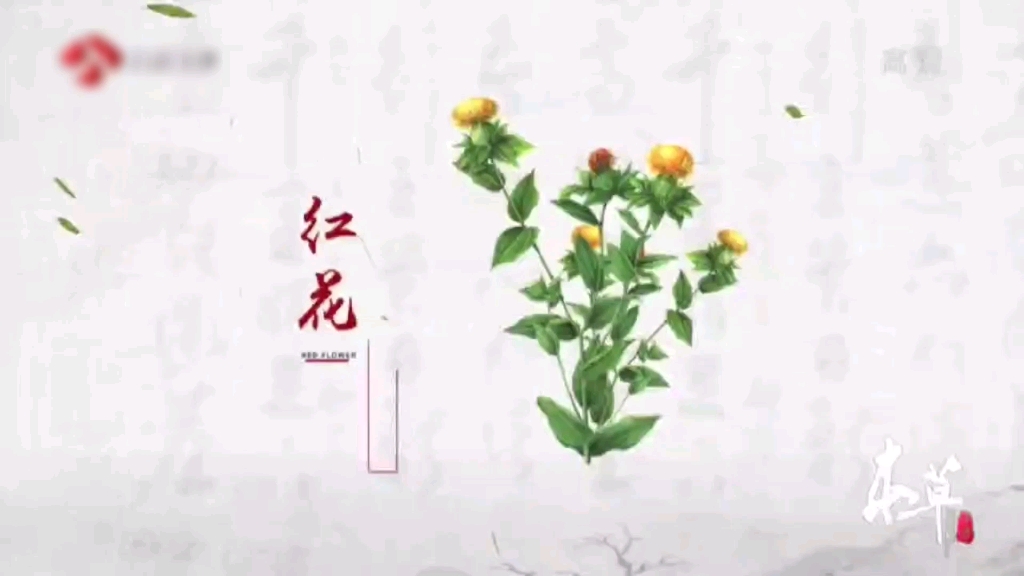 【本草中药】原来红花油真的是用红花做的?!哔哩哔哩bilibili