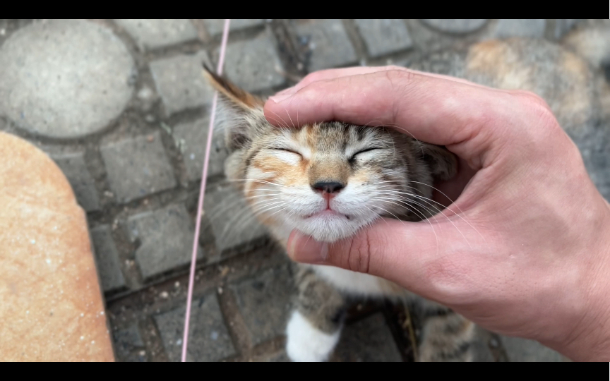 [图]小猫咪吃饭啊呜啊呜的