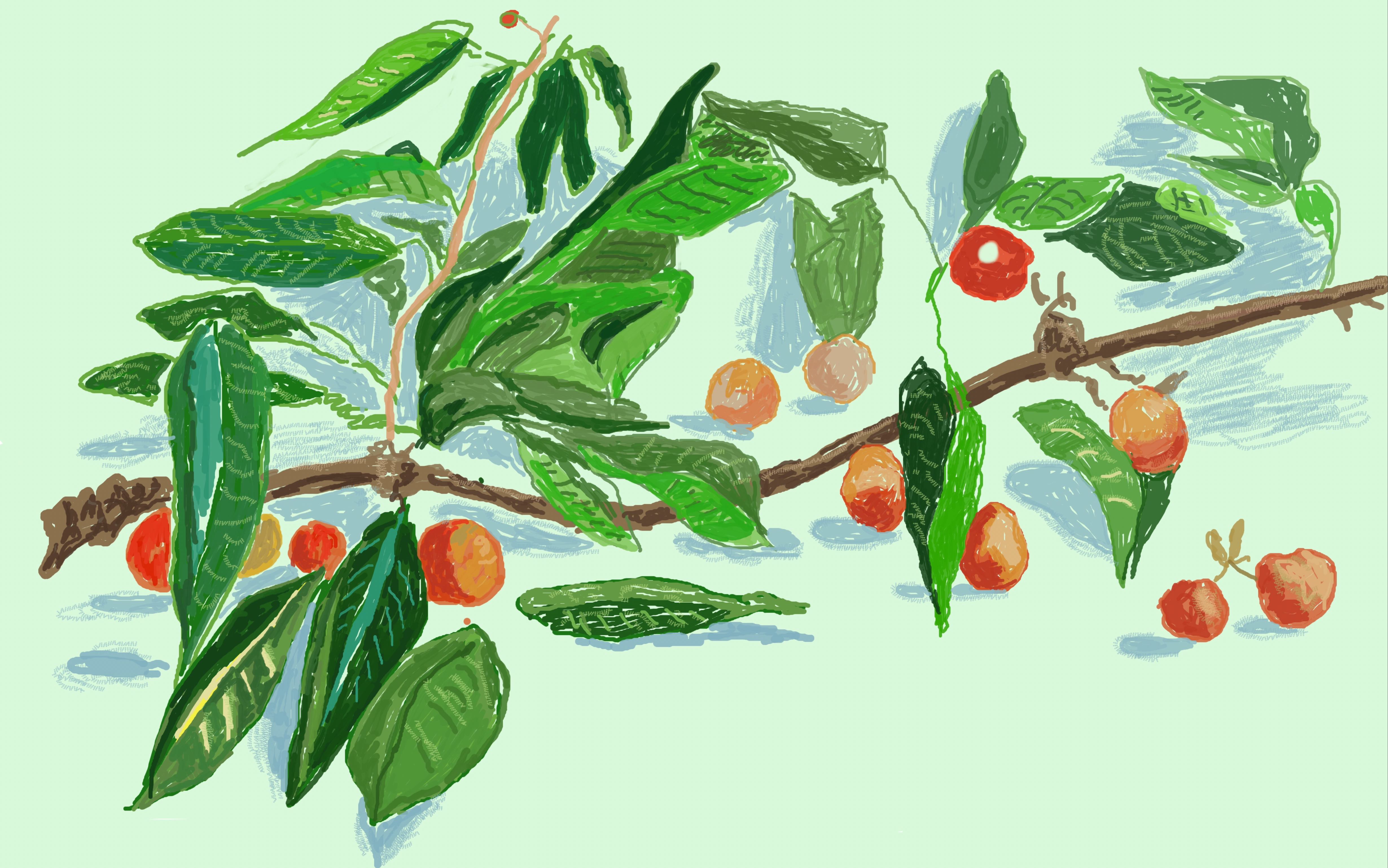 【ipad绘画】诺曼底的春天27——大卫霍克尼