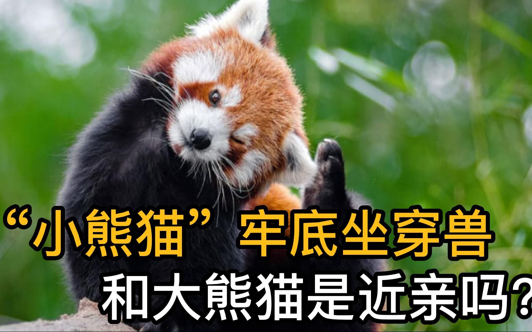 小熊猫和国宝大熊猫是什么关系?它们又是怎么被发现的?