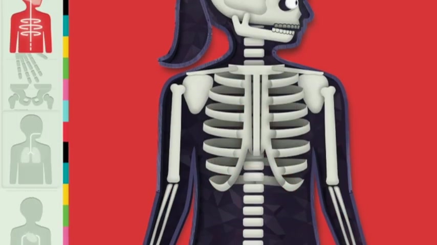 the human body by tinybop