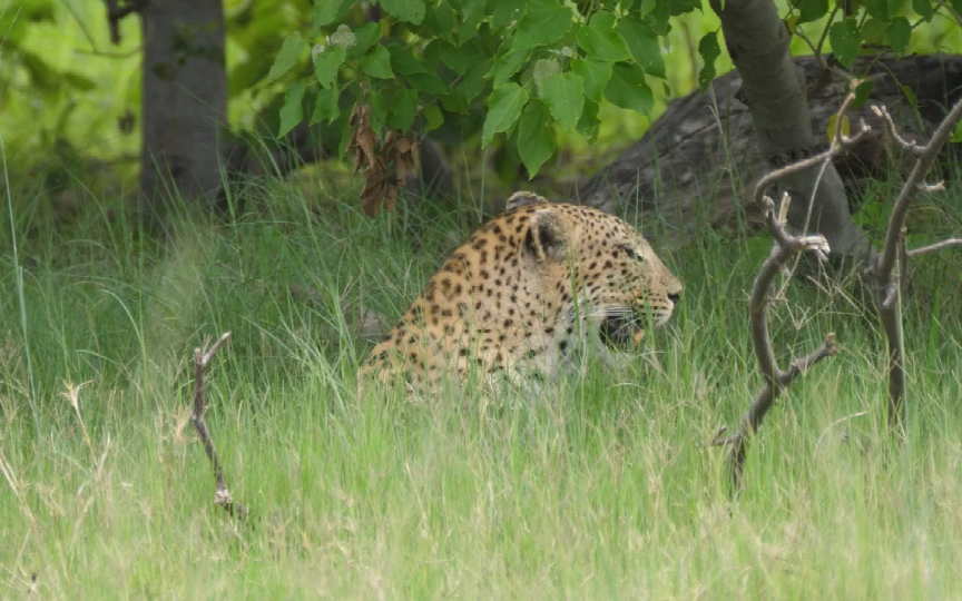 杭州小区现豹子,知情人士确认为野生动物世界出逃