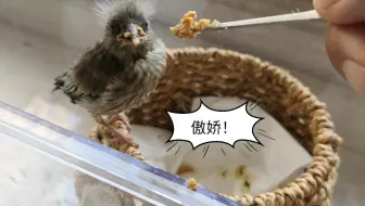 拯救受伤小鸟 回家先做个窝 可是喂食它怎么不吃呢 哔哩哔哩 Bilibili
