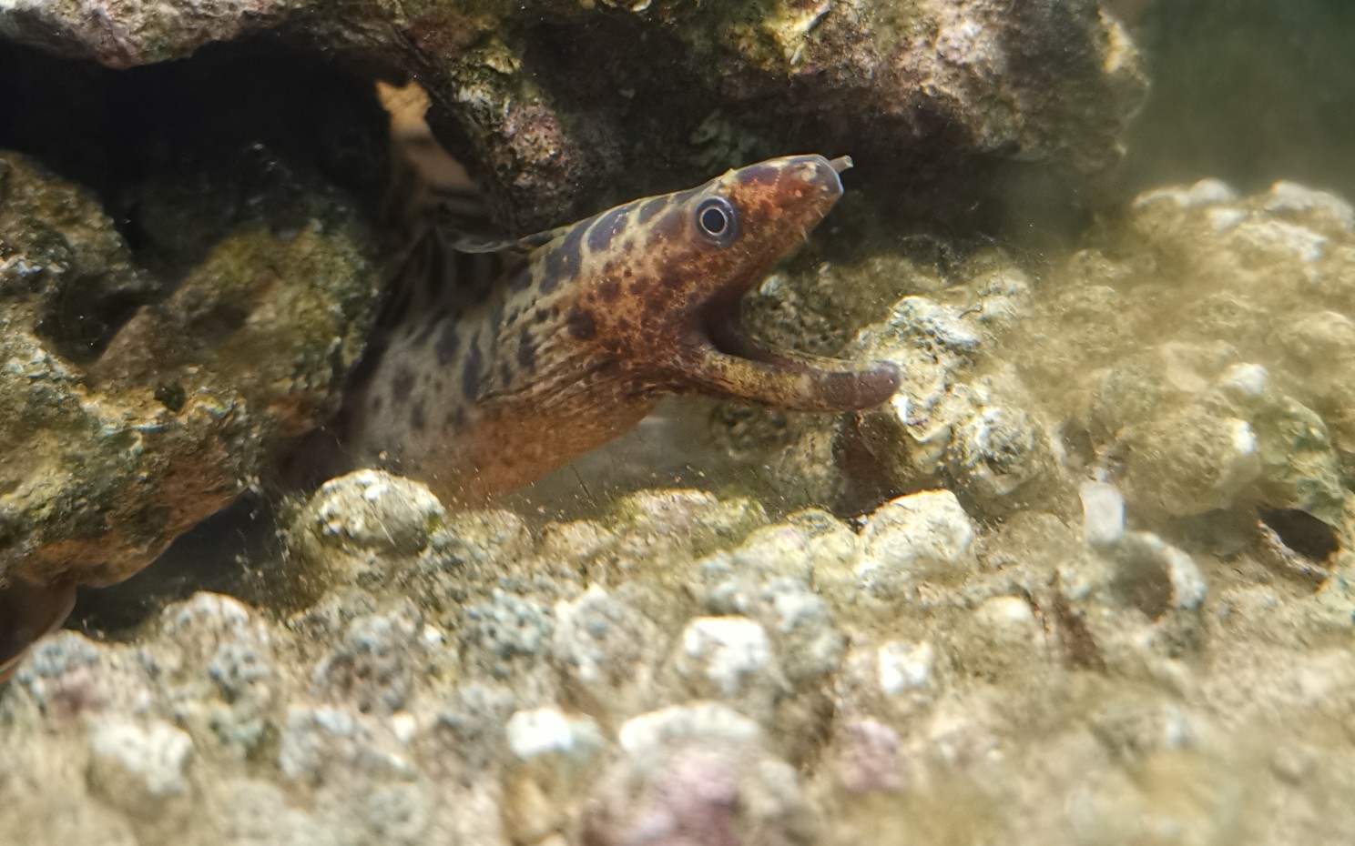 海鳝吞食章鱼_哔哩哔哩_bilibili