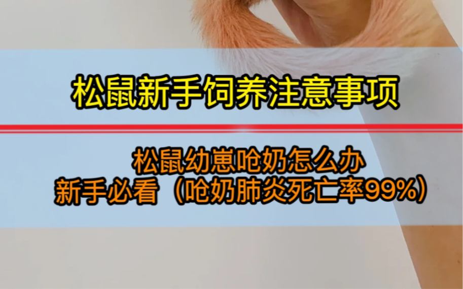 松鼠幼崽死亡率99%就是因为肺炎,松鼠幼崽饲养中最容易导致出现意外的就是呛奶引起肺炎.哔哩哔哩bilibili