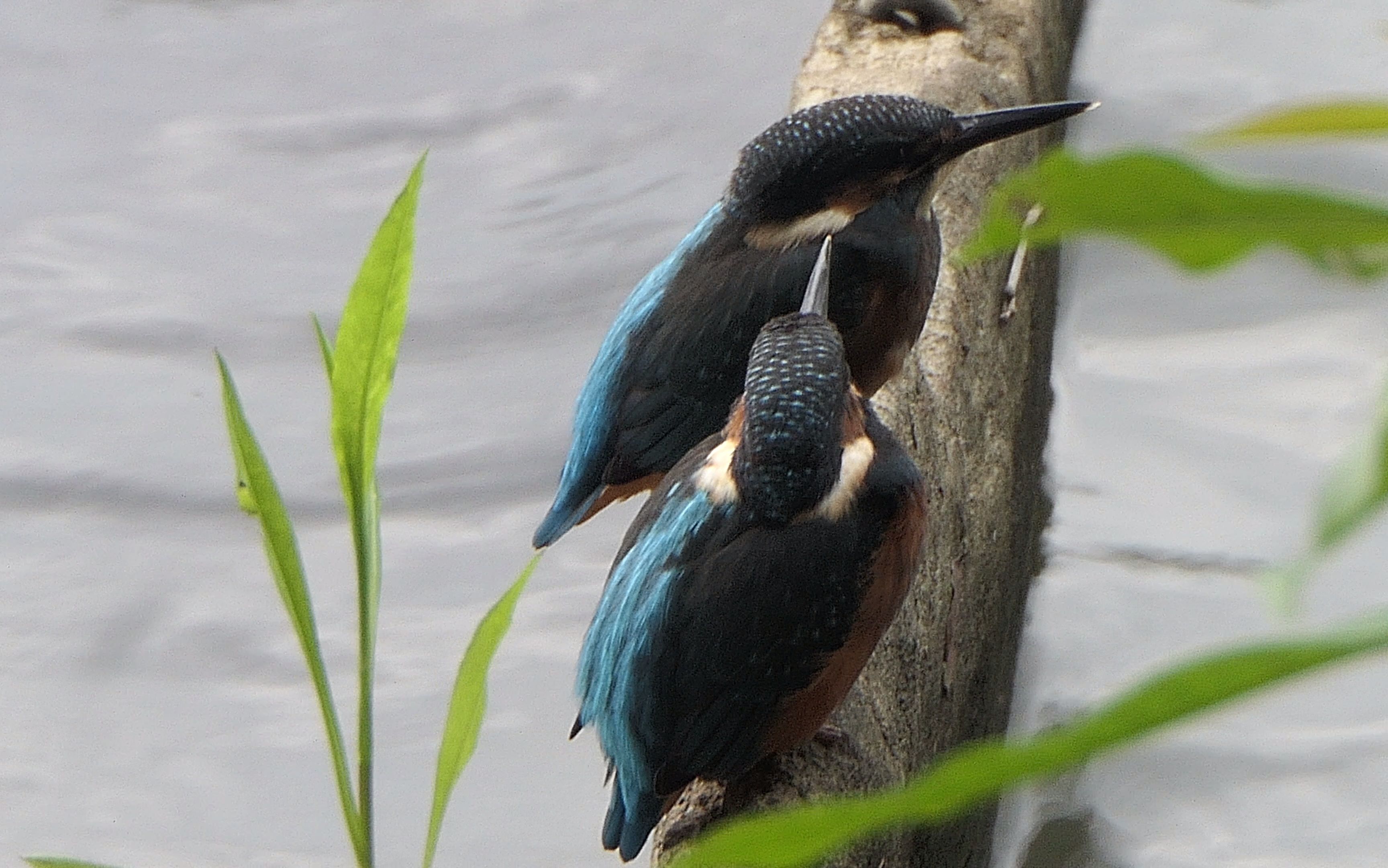 两只普通翠鸟宝宝的同步动作!