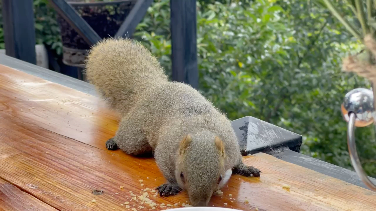 云南大理 利舍庄园 可爱小松鼠