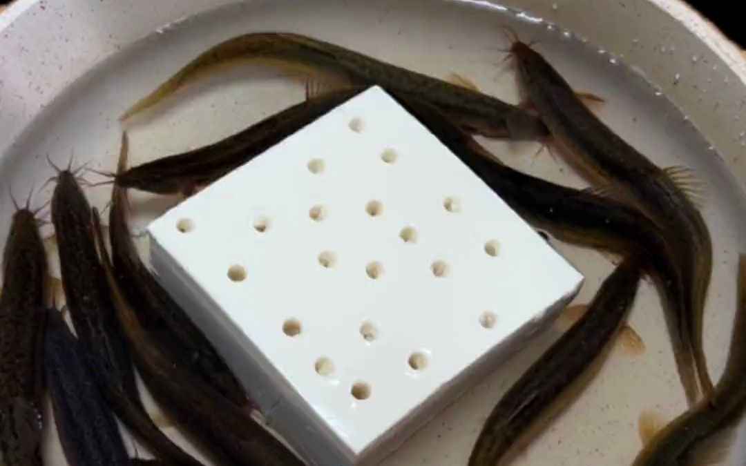 学做江湖名菜,泥鳅钻豆腐