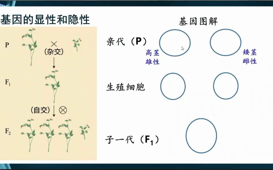 最像美术课的生物课!史上最详细遗传图解——看了就会,做题全对哔哩哔哩bilibili