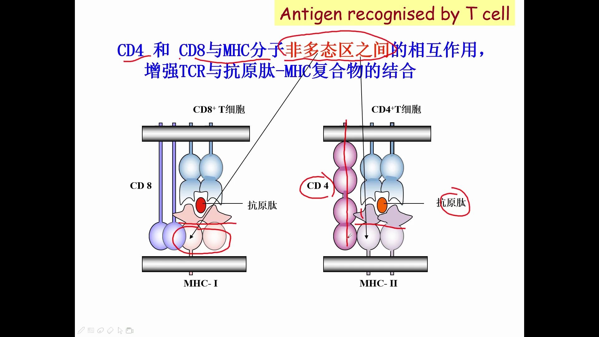 动物免疫学:08 免疫应答之t细胞的激活