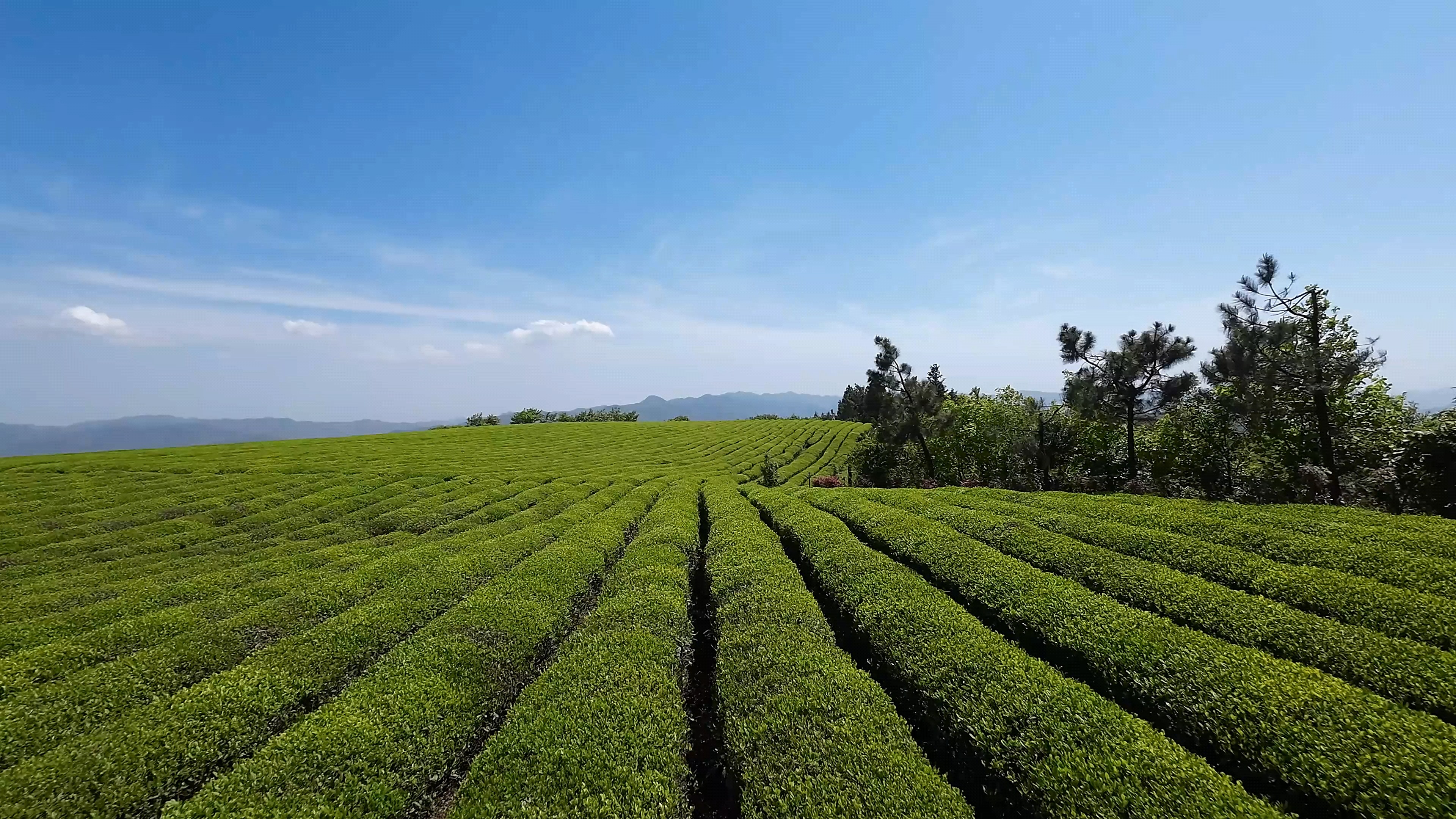 观光点推荐 高山茶园avata飞