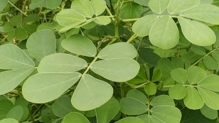 老李拍的草决明,它的果实决明子,泡水喝可明目,降压.