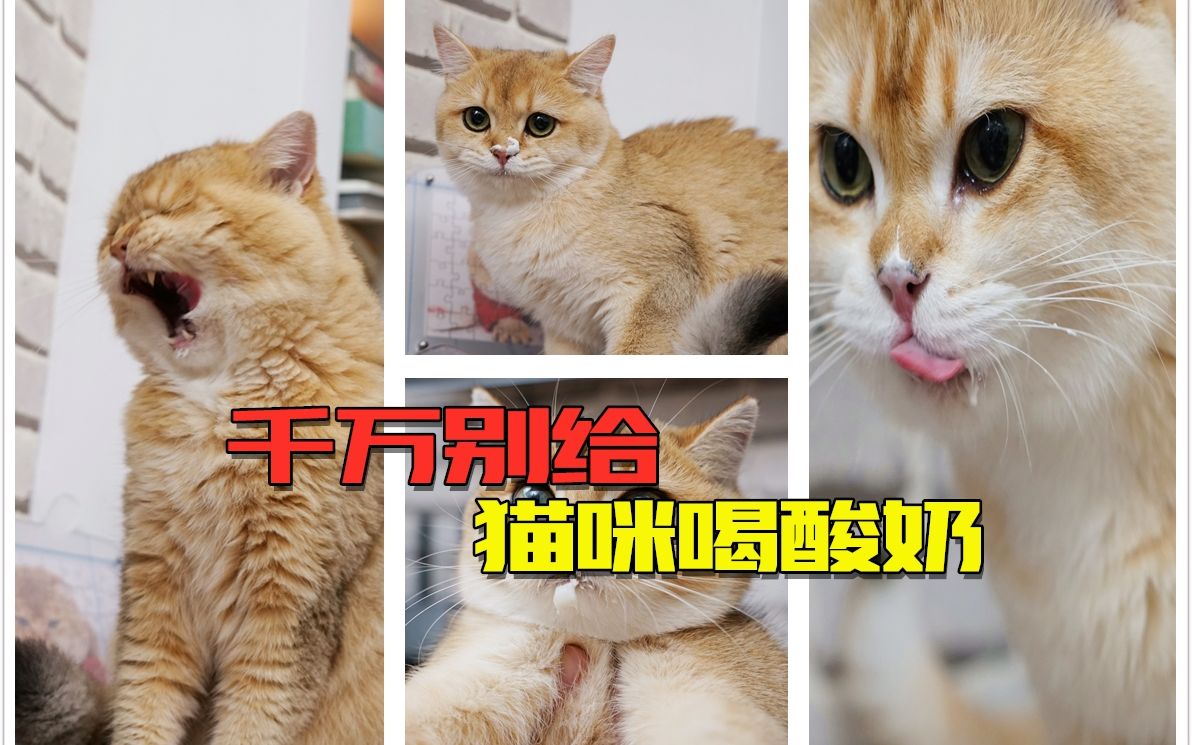 千万别让猫咪喝酸奶,否则根本停不下来!哔哩哔哩bilibili