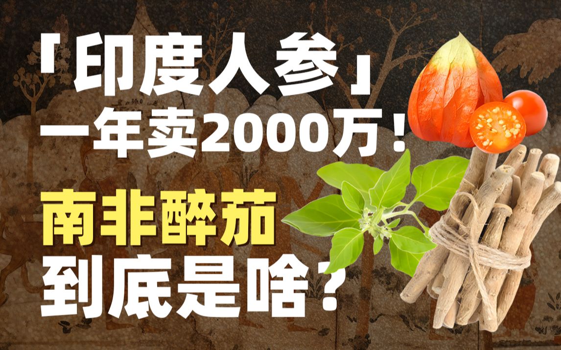 “印度人参”一年卖2000万!南非醉茄到底是啥? | 南非醉茄哔哩哔哩bilibili