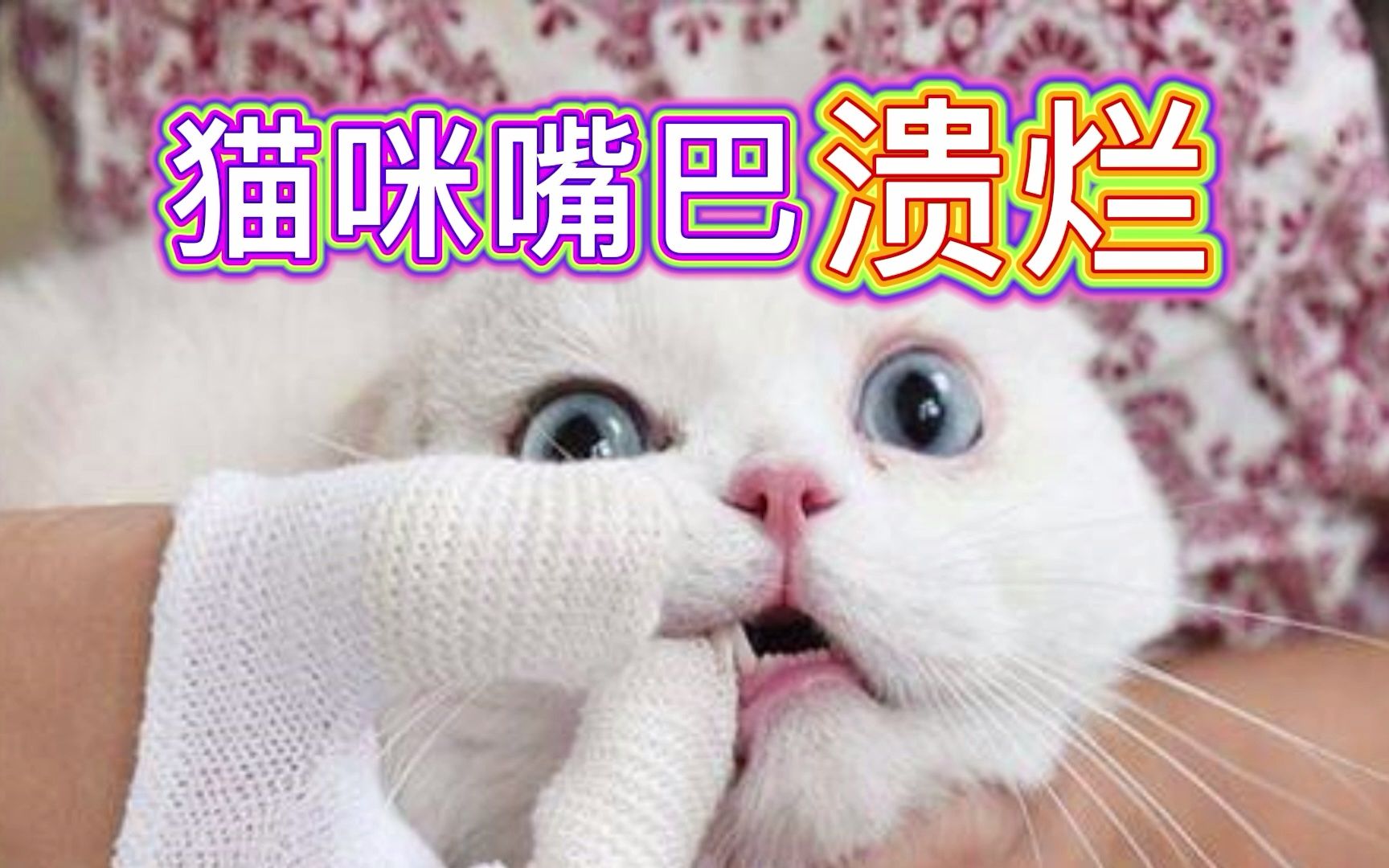 猫咪嘴巴溃烂哔哩哔哩bilibili