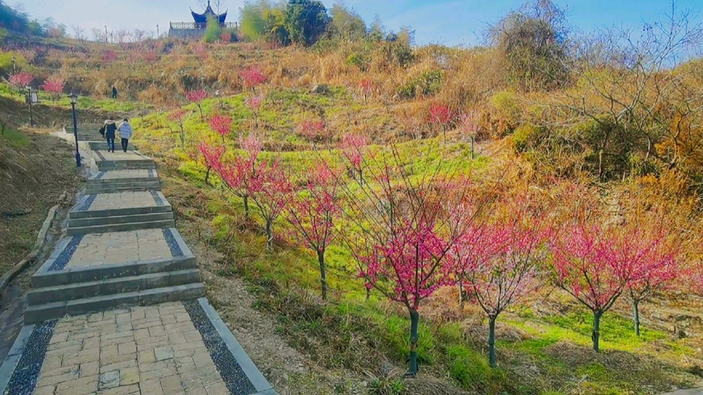 [图]松岙梅花园，御海天下，风车公路