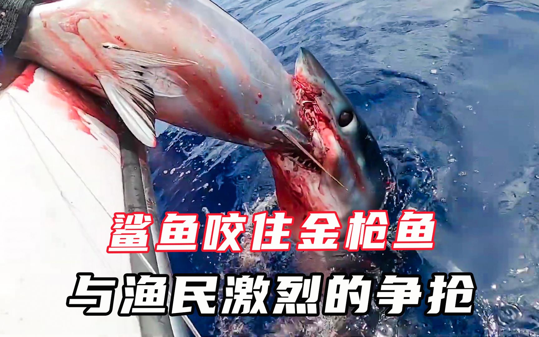鲨鱼死死咬住蓝鳍金枪鱼,与渔民发生激烈的争抢,过程太刺激了