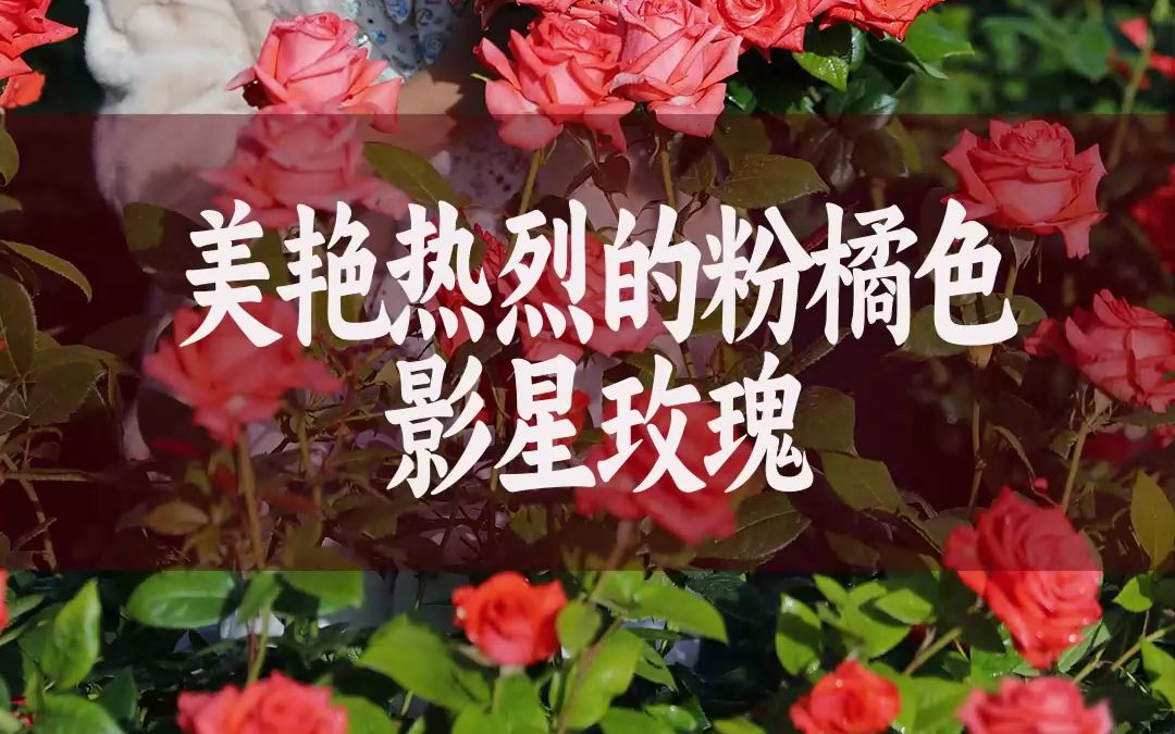 [图]【惠惠的花园】粉橘调花色独特，艳而不俗-”影星“，花型精致，是标准的切花玫瑰，花量大 复花快 长势强