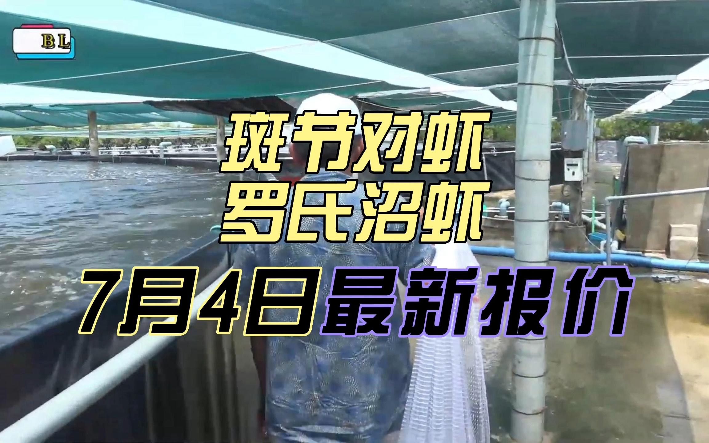 虾价又下跌,不少养殖户担心虾价崩!7月4日斑节对虾,罗虾报价!哔哩哔哩bilibili