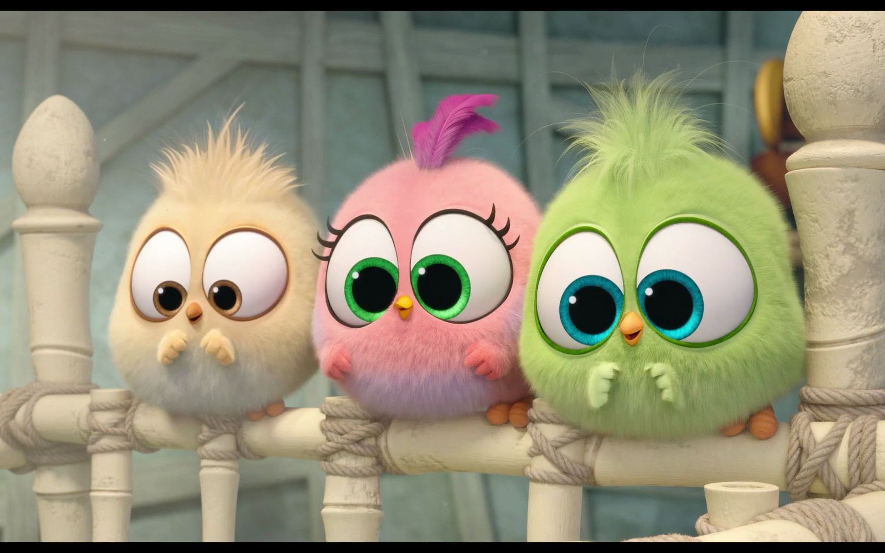 嗷~三个萌萌的小雏鸟,这大眼睛也太可爱了吧,这才是猛男该看的!