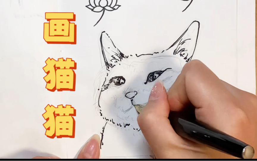 画个速写的猫猫表情包!