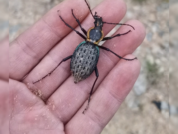 请问福州的这种步甲叫什么?