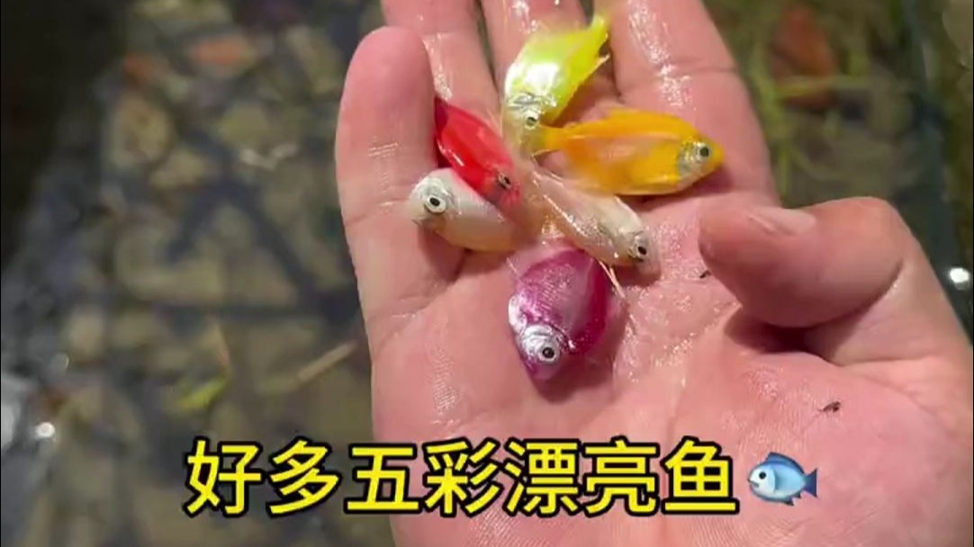 小河沟里有好多稀奇古怪的鱼啊