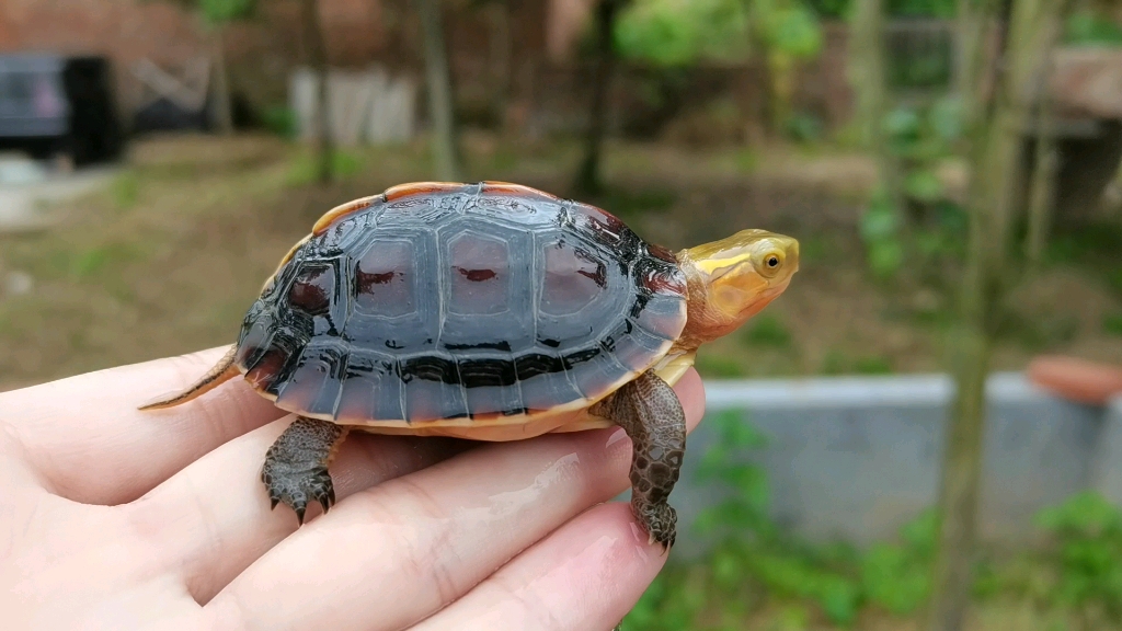 【叶子的奇异宠物店】—黄缘浙江衢州 金辉龟业黄缘台缘安缘大陆缘半