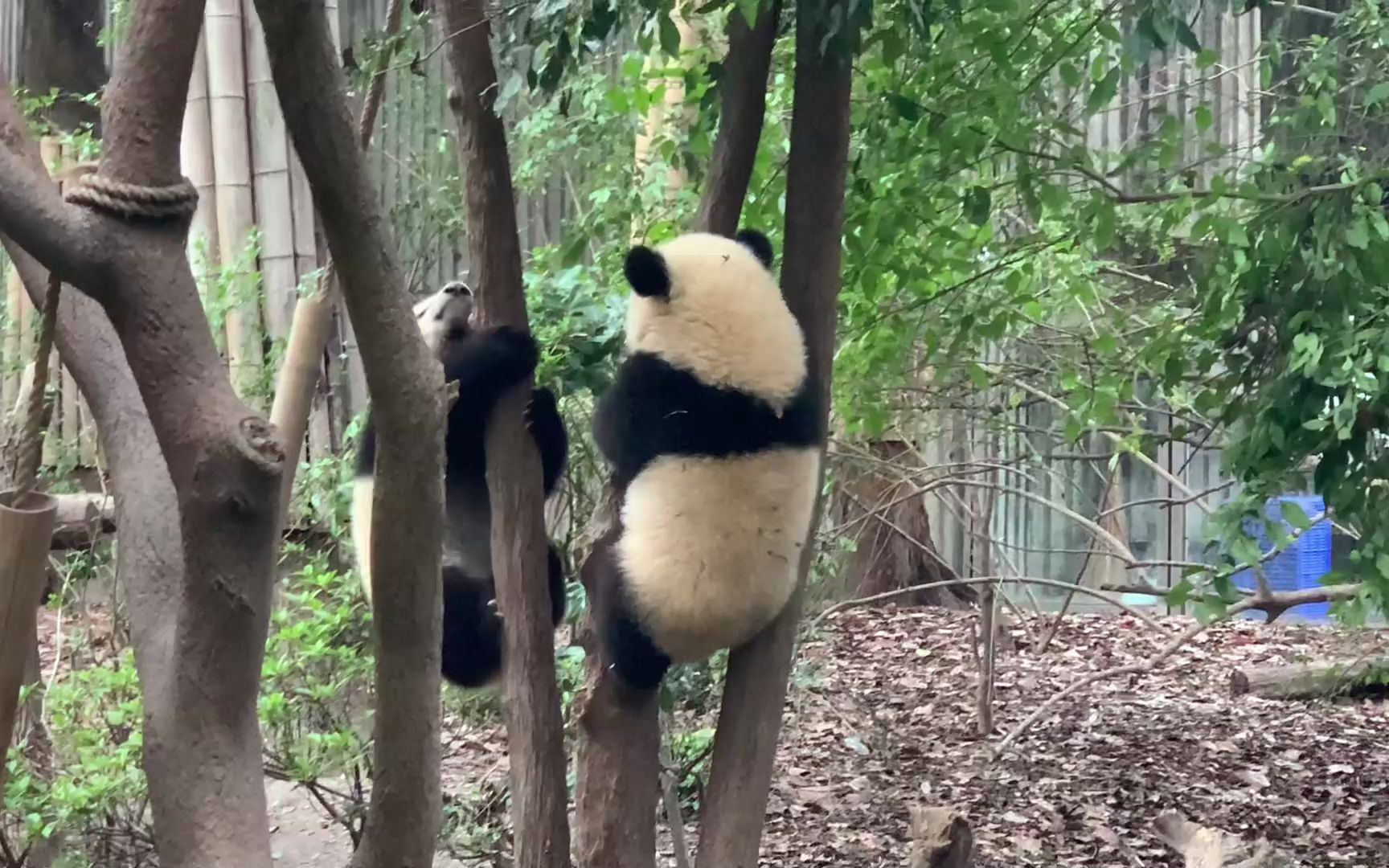 熊猫爬树下不来图片