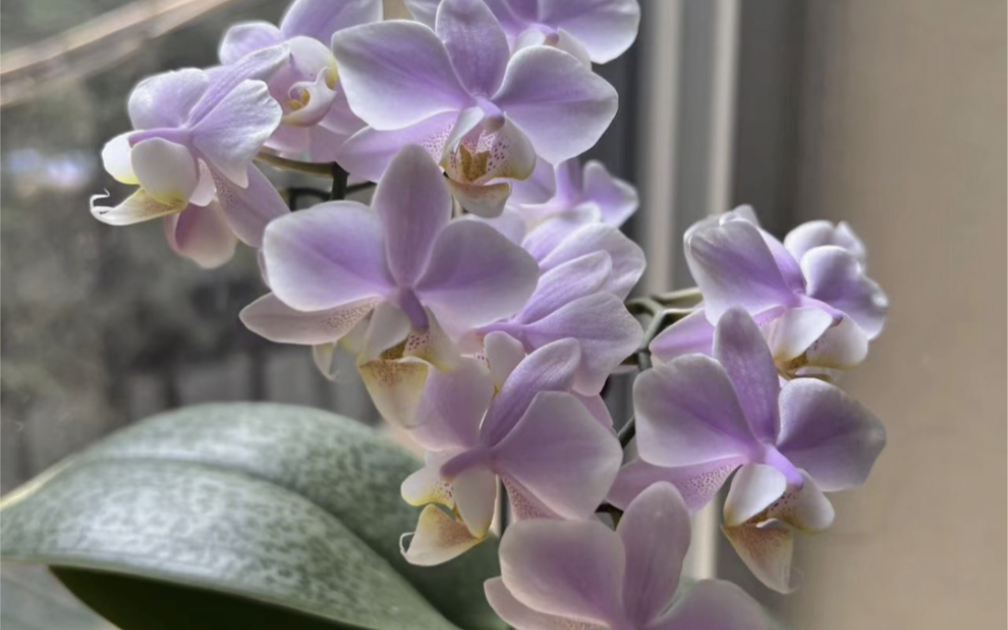 槟榔西施,美而丰花型